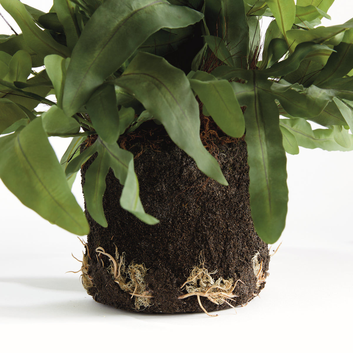 Design Shop Echeveria Fern Drop-In 13.5"