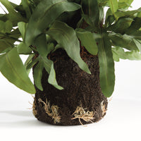 Design Shop Echeveria Fern Drop-In 13.5"
