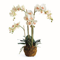 Design Shop Phalaenopsis Orchid Drop-In 30"