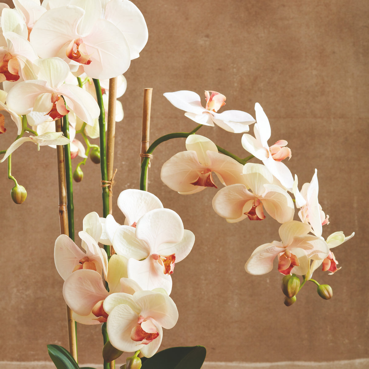 Design Shop Phalaenopsis Orchid Drop-In 30"
