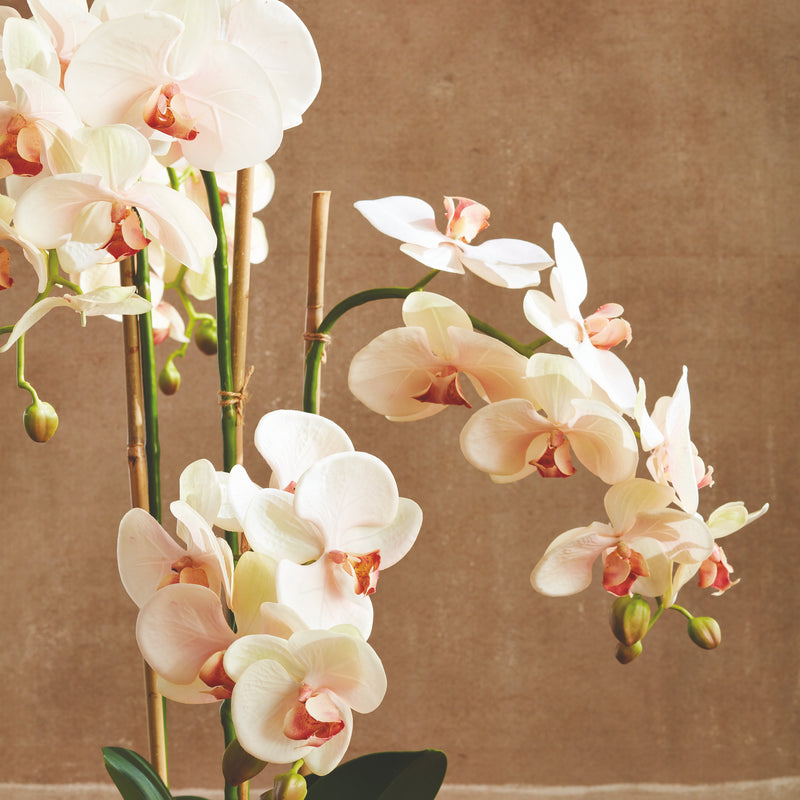 Design Shop Phalaenopsis Orchid Drop-In 30"