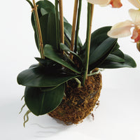 Design Shop Phalaenopsis Orchid Drop-In 30"