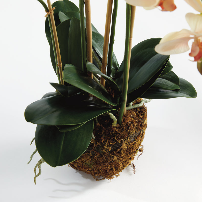 Design Shop Phalaenopsis Orchid Drop-In 30"