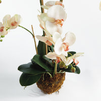 Design Shop Phalaenopsis Orchid Drop-In 30"
