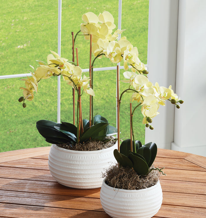 Design Shop Phalaenopsis Orchid Drop-In 30"