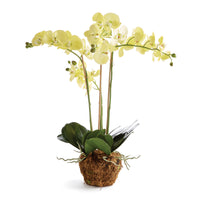 Design Shop Phalaenopsis Orchid Drop-In 30"