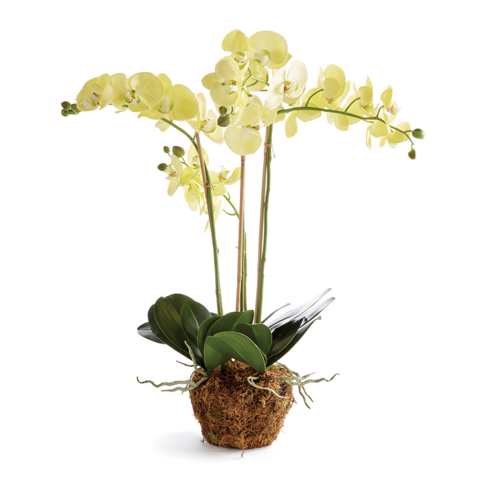 Design Shop Phalaenopsis Orchid Drop-In 30"