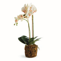 Design Shop Phalaenopsis Orchid Drop-In 23"