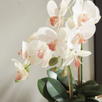 Design Shop Phalaenopsis Orchid Drop-In 23"
