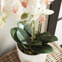 Design Shop Phalaenopsis Orchid Drop-In 23"
