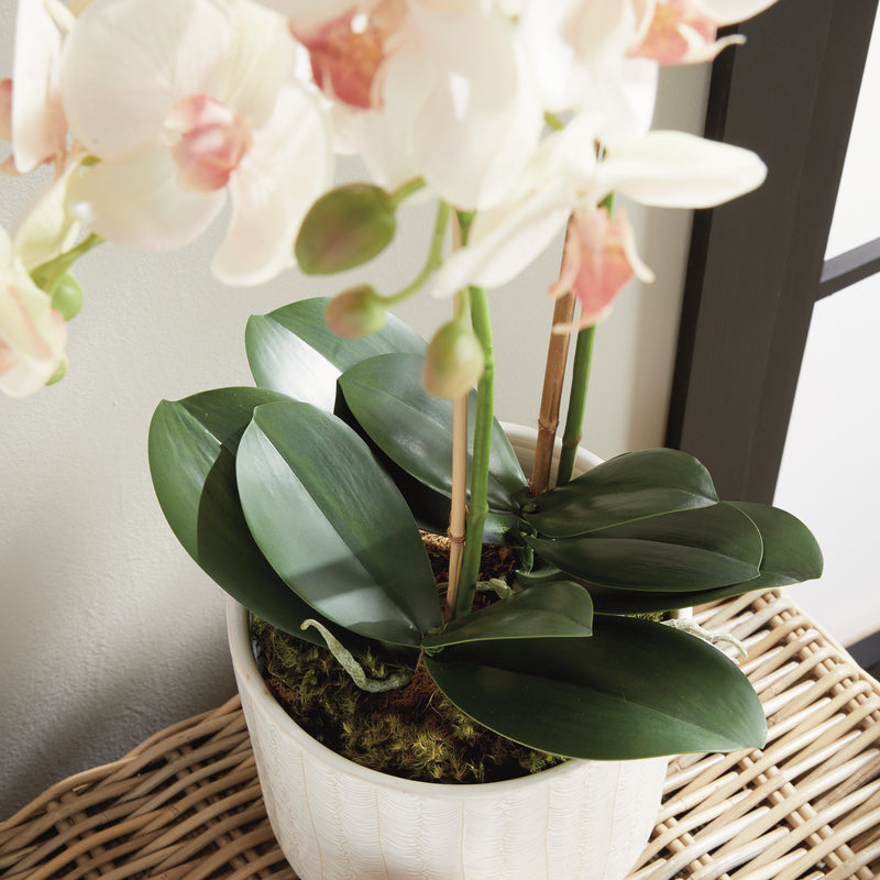 Design Shop Phalaenopsis Orchid Drop-In 23"