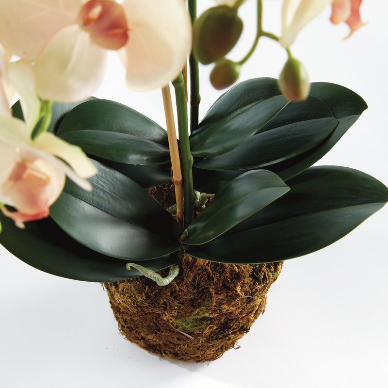 Design Shop Phalaenopsis Orchid Drop-In 23"