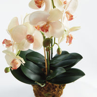 Design Shop Phalaenopsis Orchid Drop-In 23"