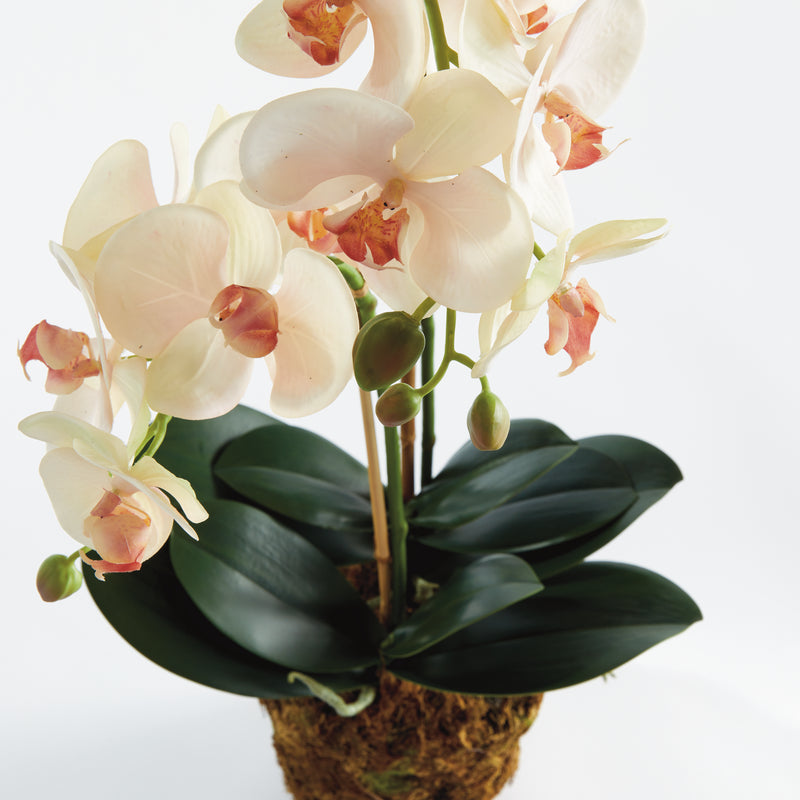 Design Shop Phalaenopsis Orchid Drop-In 23"