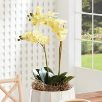 Design Shop Phalaenopsis Orchid Drop-In 23"