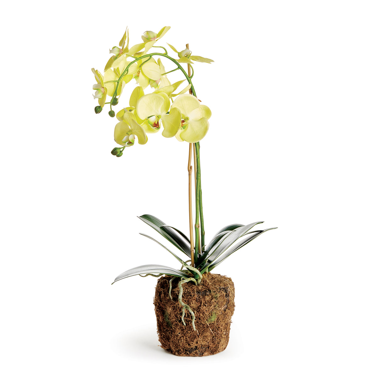 Design Shop Phalaenopsis Orchid Drop-In 23"