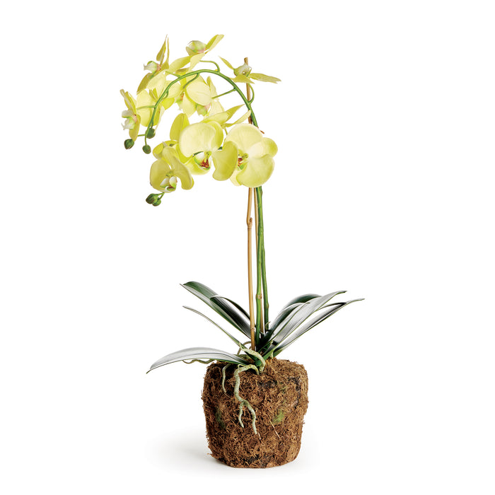 Design Shop Phalaenopsis Orchid Drop-In 23"