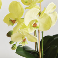 Design Shop Phalaenopsis Orchid Drop-In 23"