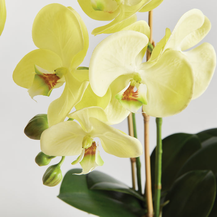 Design Shop Phalaenopsis Orchid Drop-In 23"