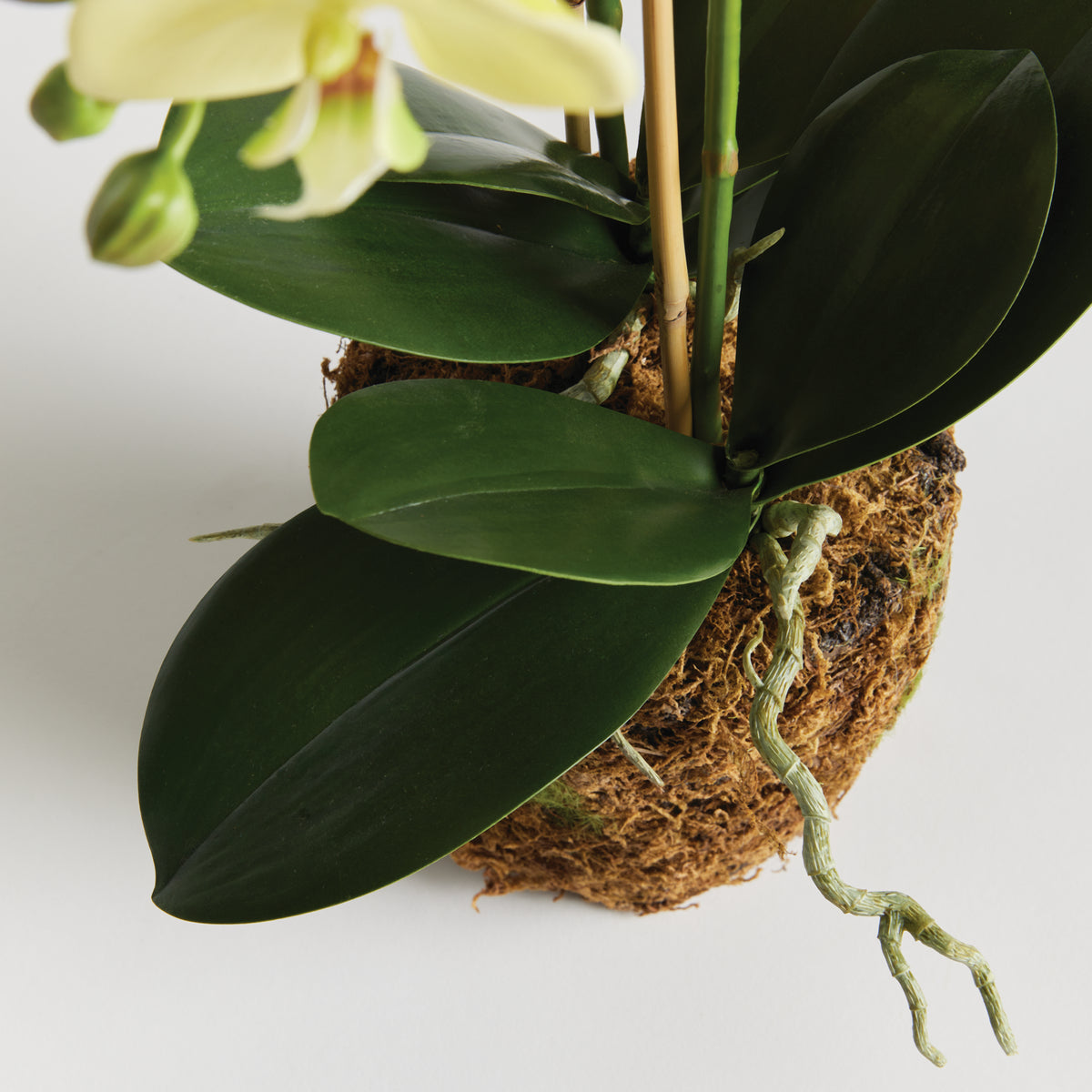 Design Shop Phalaenopsis Orchid Drop-In 23"