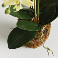 Design Shop Phalaenopsis Orchid Drop-In 23"