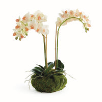 Design Shop Phalaenopsis 16" Mini Garden Drop-In