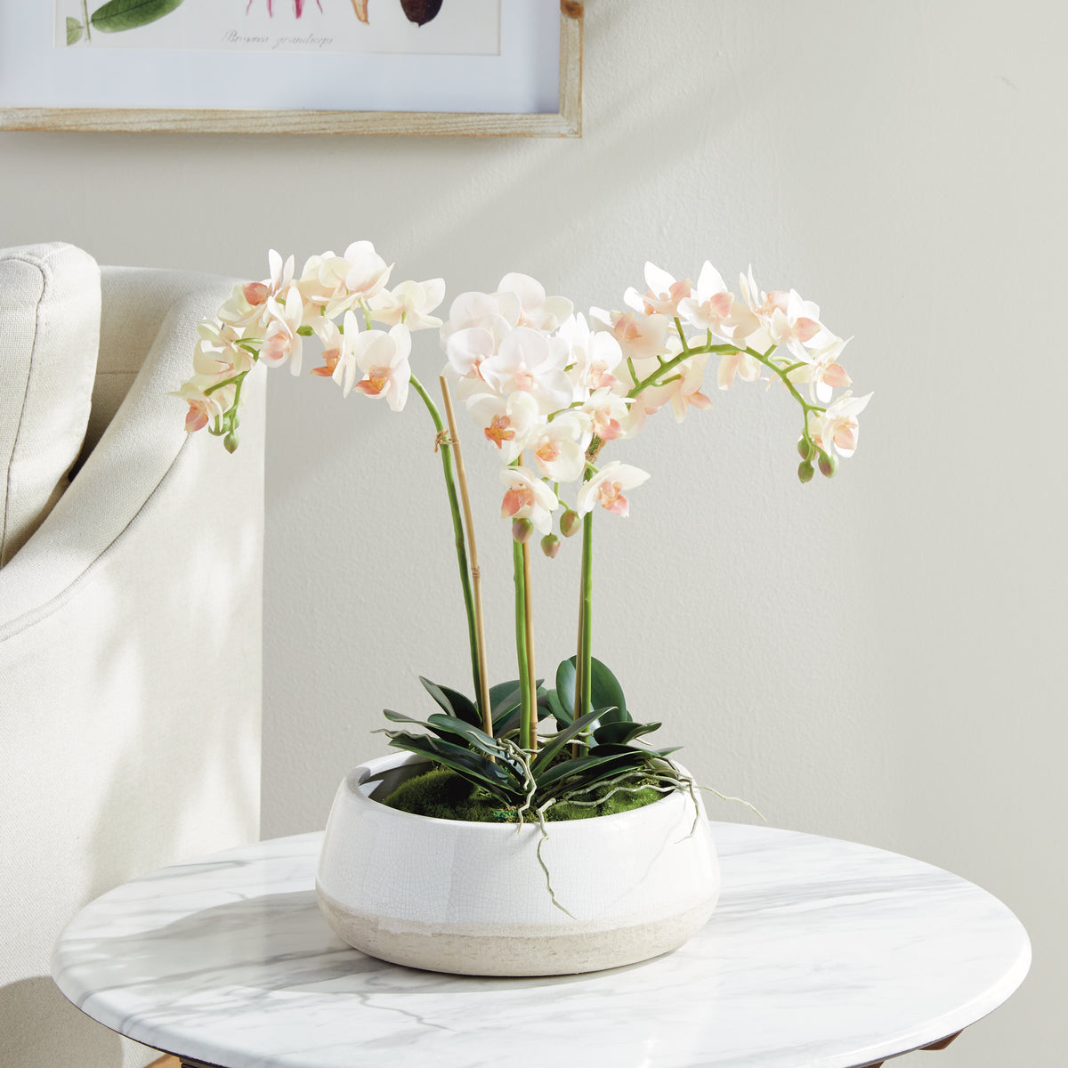 Design Shop Phalaenopsis 16" Mini Garden Drop-In
