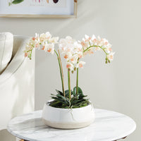 Design Shop Phalaenopsis 16" Mini Garden Drop-In
