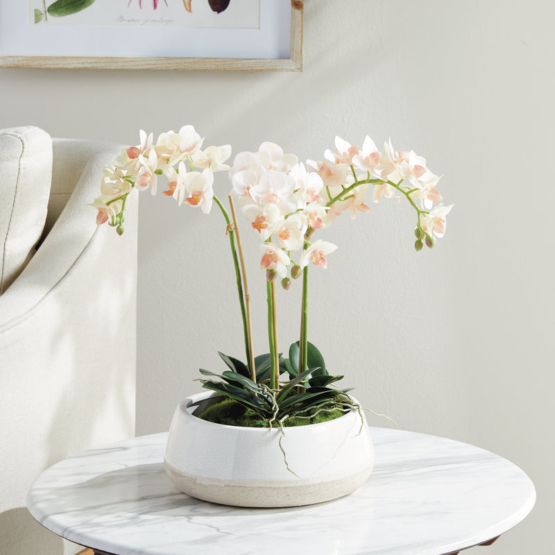 Design Shop Phalaenopsis 16" Mini Garden Drop-In
