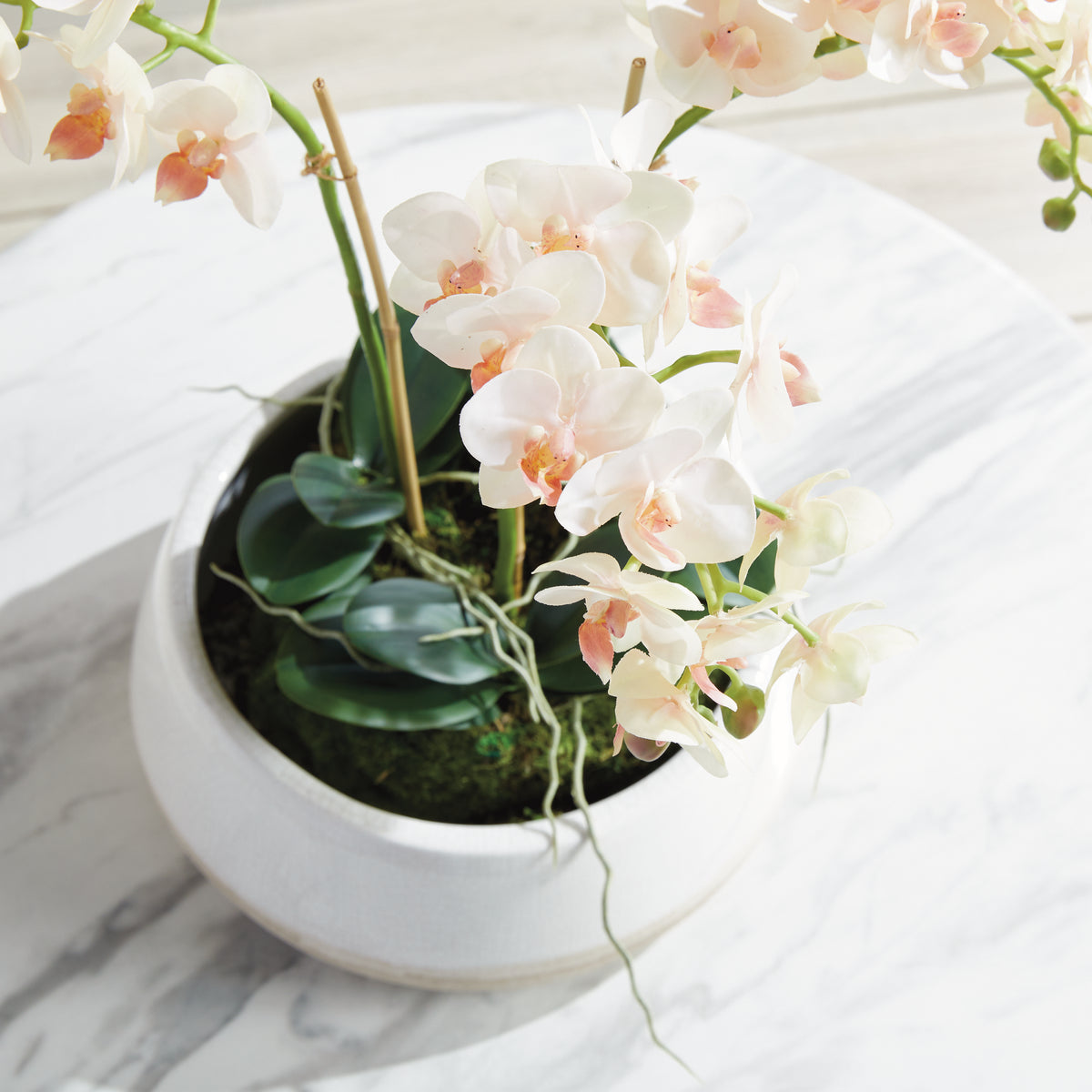 Design Shop Phalaenopsis 16" Mini Garden Drop-In