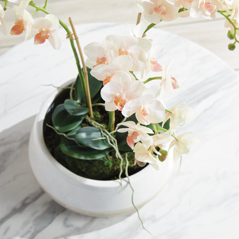 Design Shop Phalaenopsis 16" Mini Garden Drop-In