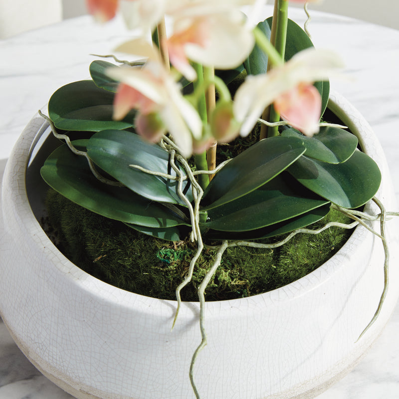 Design Shop Phalaenopsis 16" Mini Garden Drop-In