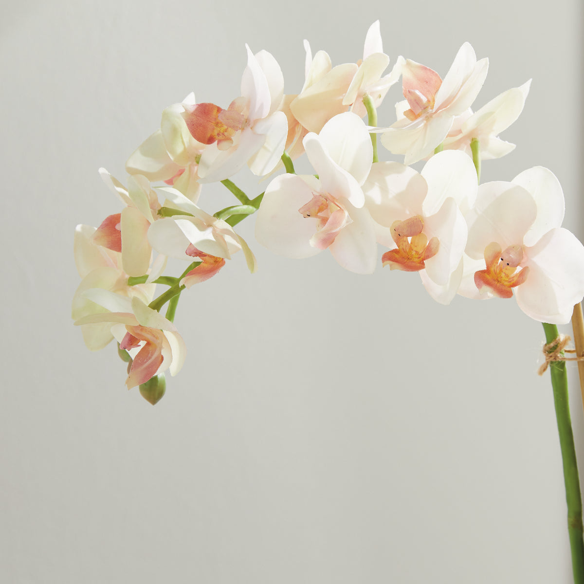 Design Shop Phalaenopsis 16" Mini Garden Drop-In