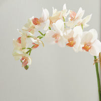 Design Shop Phalaenopsis 16" Mini Garden Drop-In