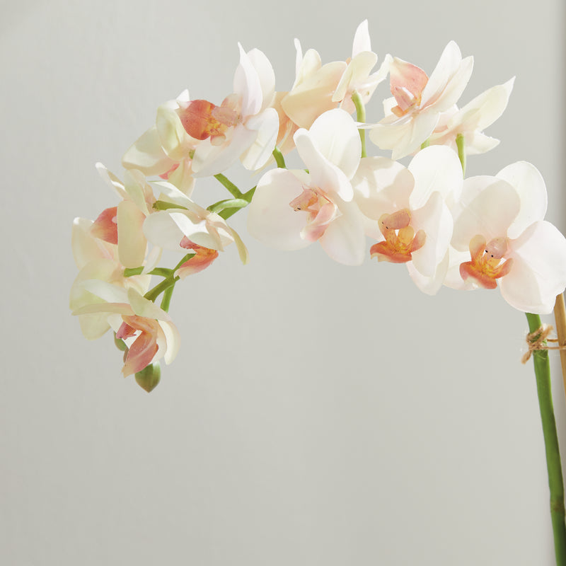 Design Shop Phalaenopsis 16" Mini Garden Drop-In