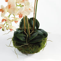 Design Shop Phalaenopsis 16" Mini Garden Drop-In