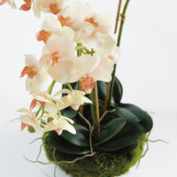 Design Shop Phalaenopsis 16" Mini Garden Drop-In