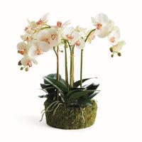 Design Shop Phalaenopsis Orchid Bowl Drop-In 18.5"