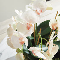 Design Shop Phalaenopsis Orchid Bowl Drop-In 18.5"