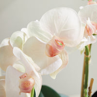 Design Shop Phalaenopsis Orchid Bowl Drop-In 18.5"