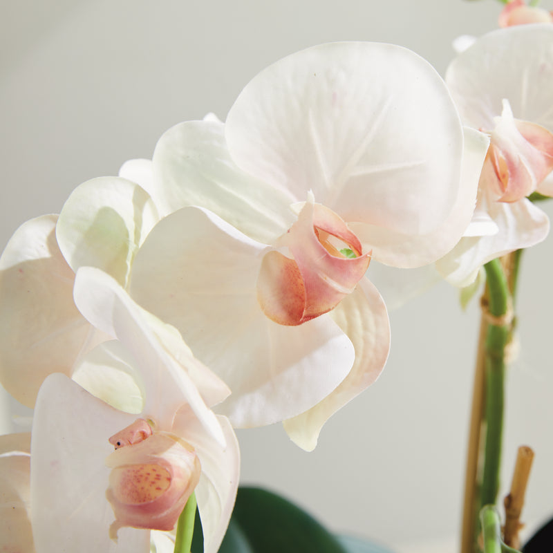 Design Shop Phalaenopsis Orchid Bowl Drop-In 18.5"