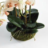 Design Shop Phalaenopsis Orchid Bowl Drop-In 18.5"