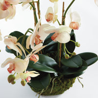Design Shop Phalaenopsis Orchid Bowl Drop-In 18.5"