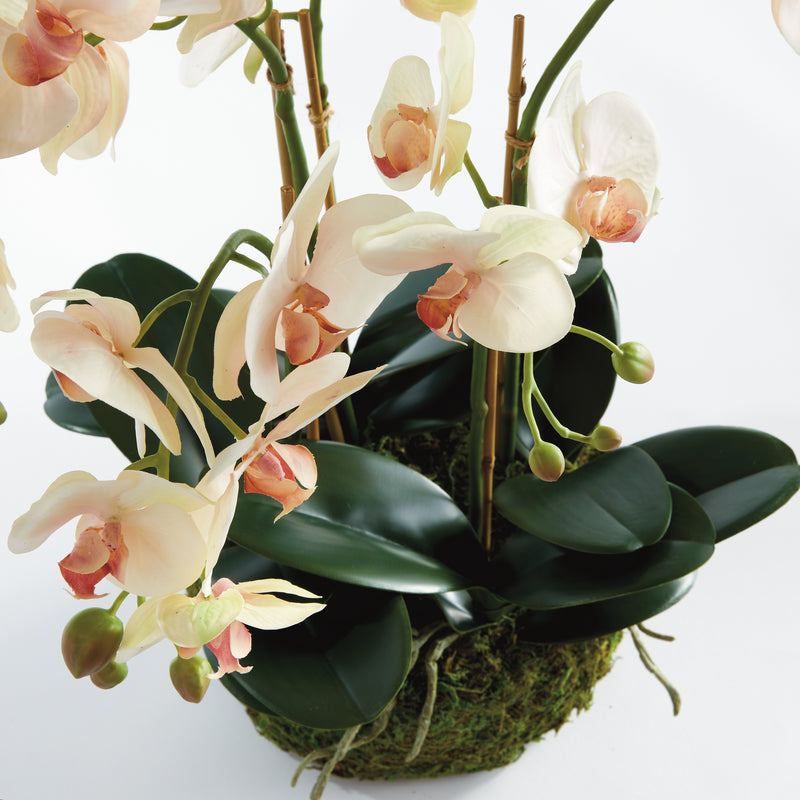 Design Shop Phalaenopsis Orchid Bowl Drop-In 18.5"
