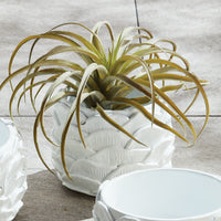Design Shop Ashika Pot
