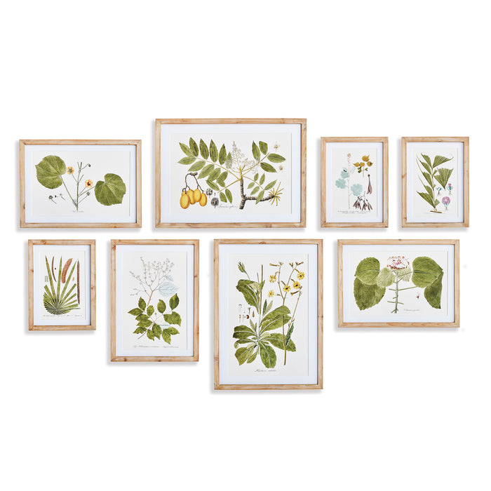 Design Shop Flora And Fauna Gallery Prints, Set Of 8
