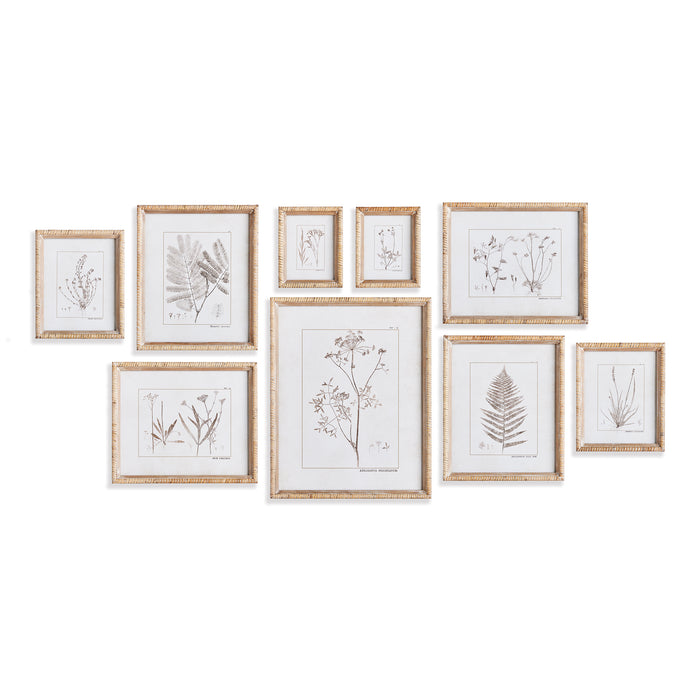 Design Shop Botanical Study In Sepia, Set Of 9