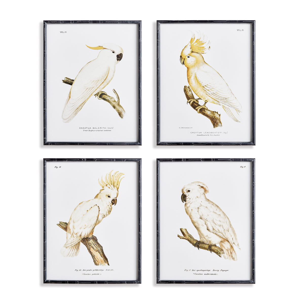 Design Shop Parrot Study In White, Set Of 4