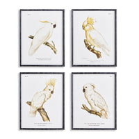 Design Shop Parrot Study In White, Set Of 4
