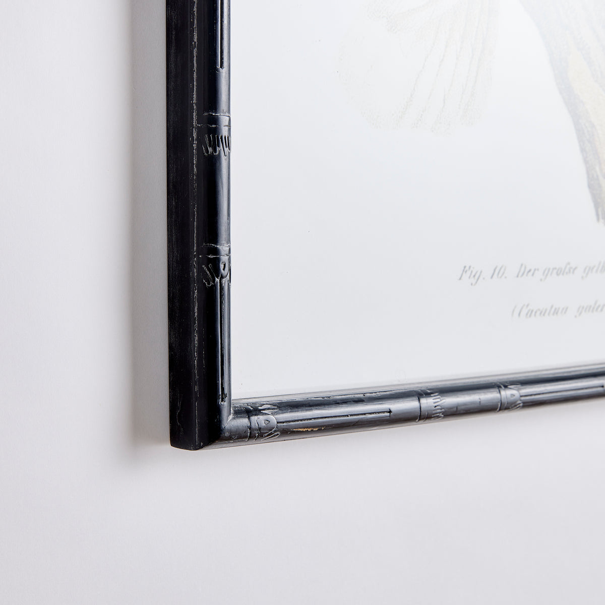 Design Shop Parrot Study In White, Set Of 4